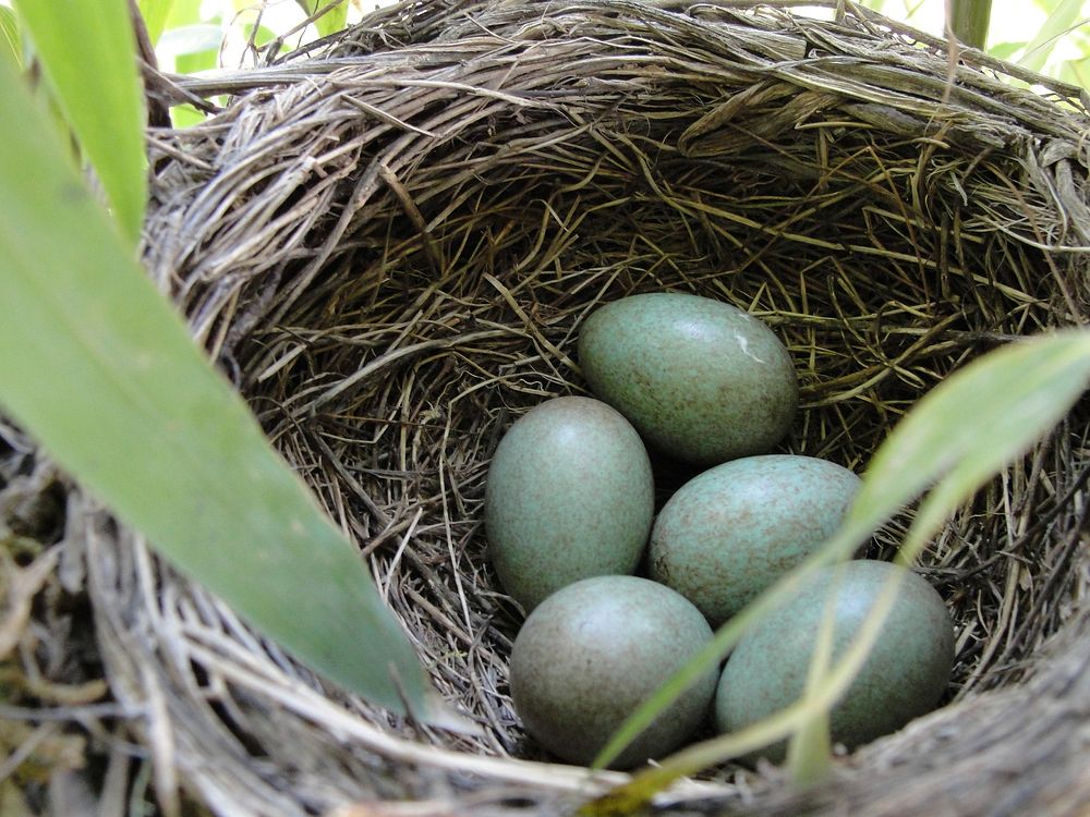Free blackbird eggs image, public domain animal CC0 photo.