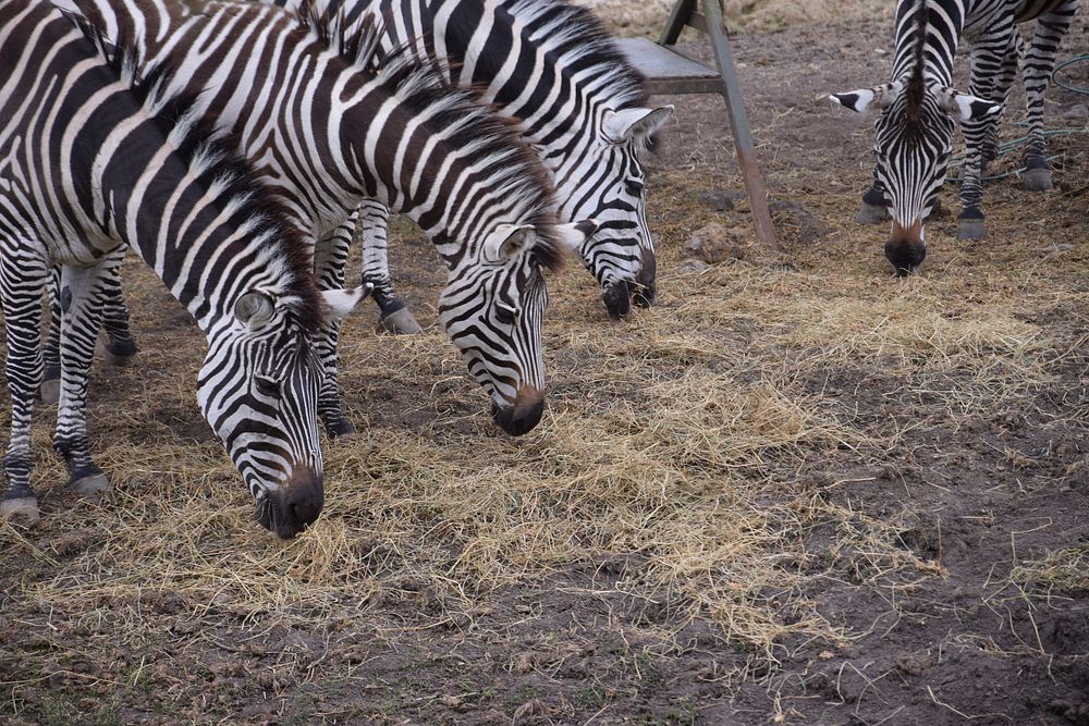 Free zebra image, public domain animal CC0 photo.