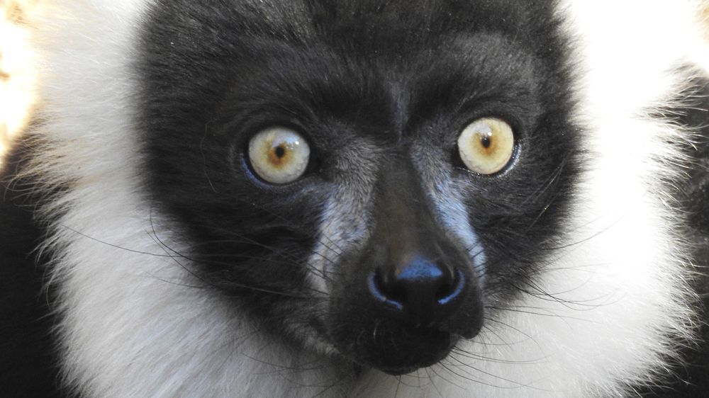 Free cute Madagascan lemur face portrait image, public domain CC0 photo.
