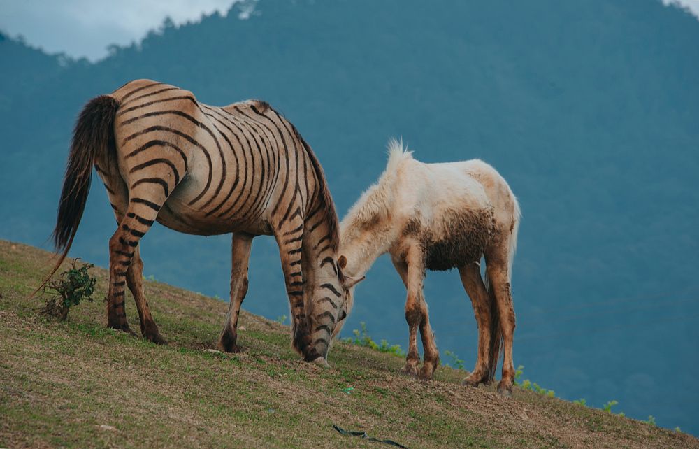 Free wild horse and zebra on meadow image, public domain CC0 photo.