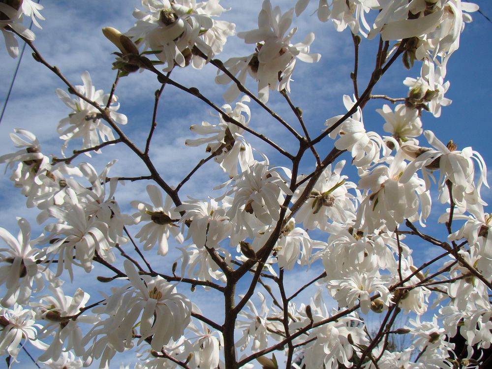 Free star magnolia image, public domain flower CC0 photo.