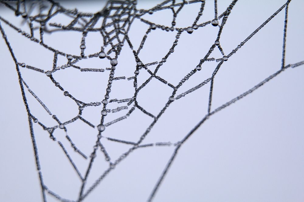 Free spider web photo, public domain nature CC0 image.