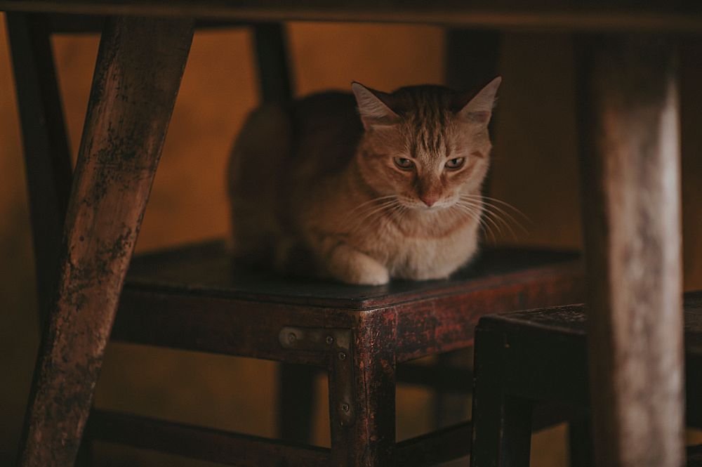 Free ginger cat sitting image, public domain CC0 photo.