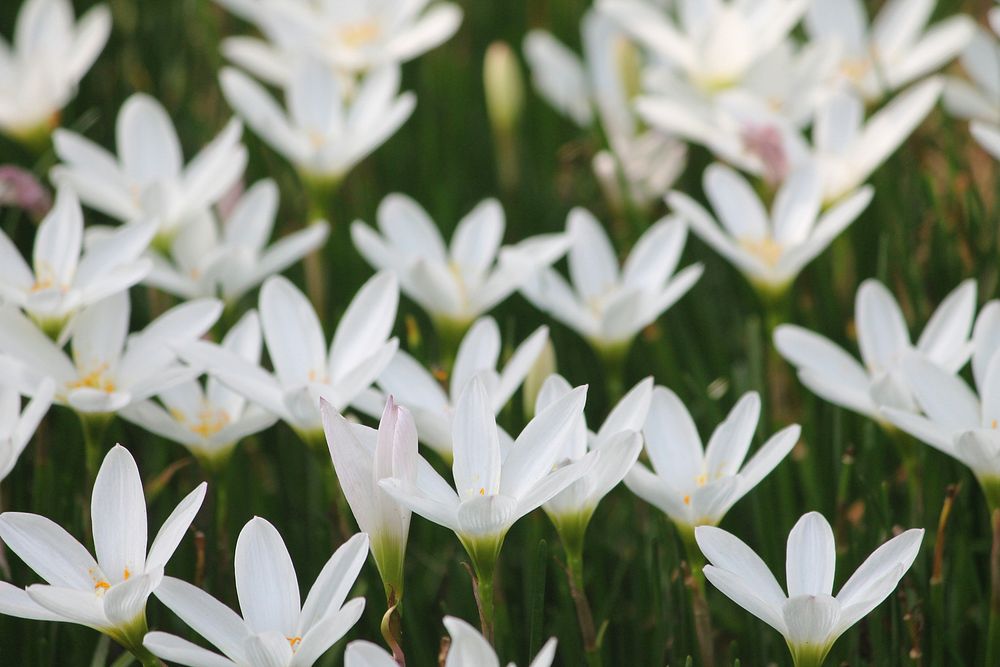 Free white lily image, public domain flower CC0 photo.