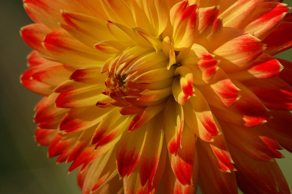 Free orange daisy background image, public domain flower CC0 photo.