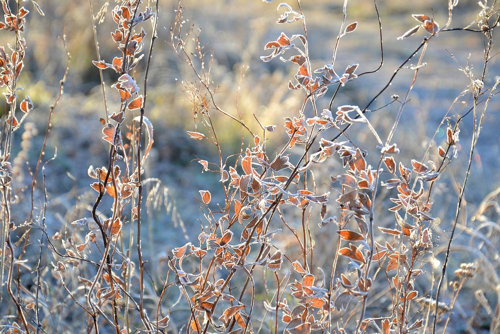 Free bush branches covered in snow photo, public domain winter CC0 image.