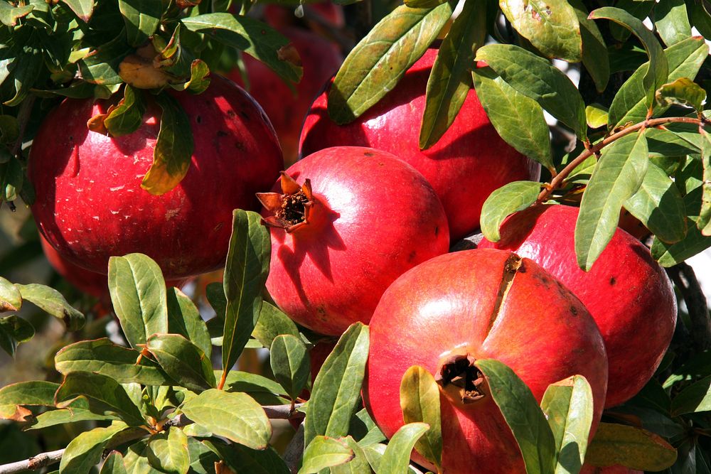 Free pomegranate image, public domain fruit CC0 photo.