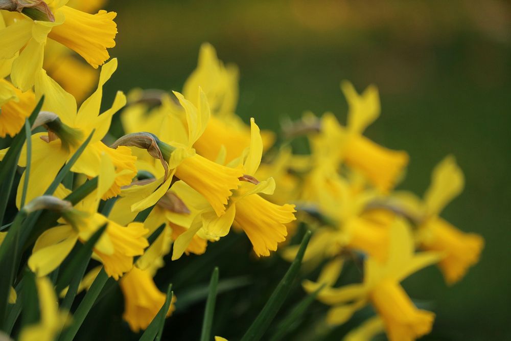 Free yellow daffodil image, public domain flower CC0 photo.