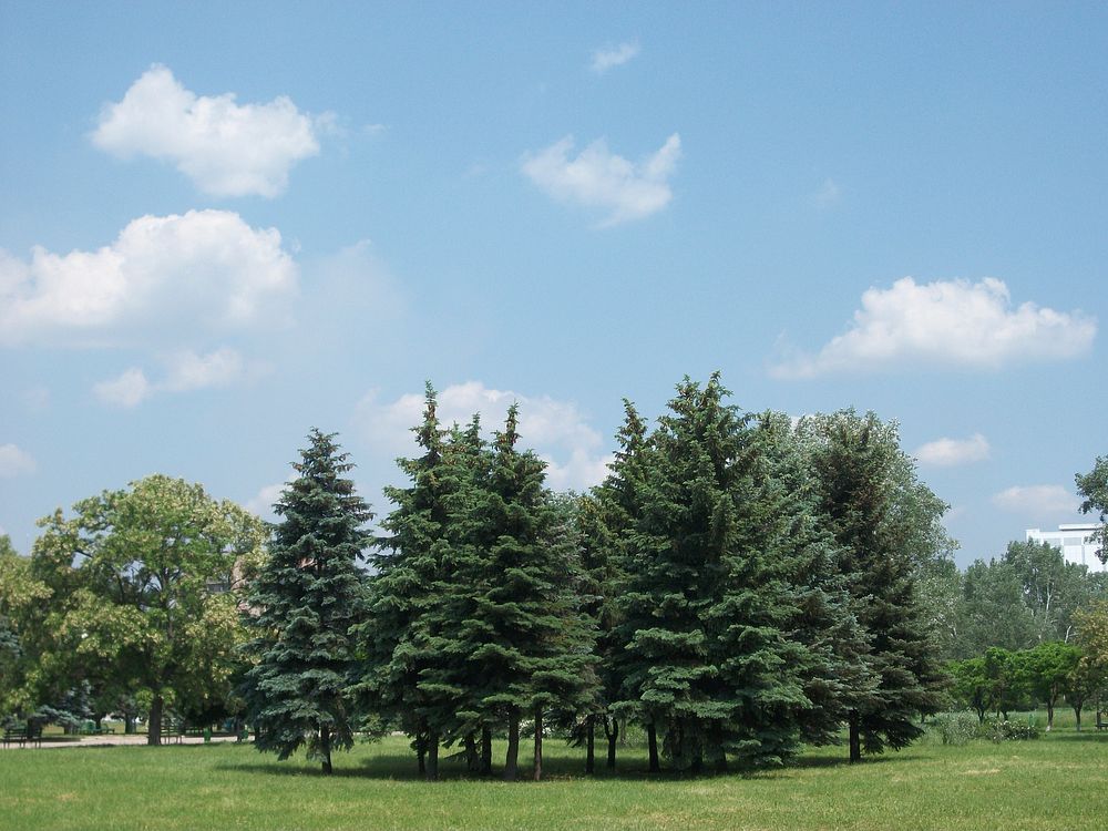Free trees in a vast grass land image, public domain landscape CC0 photo.