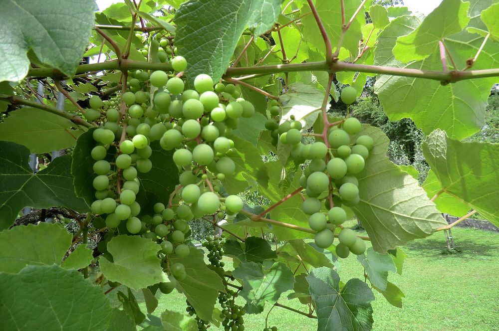 Free green grapes on branch image, public domain fruit CC0 photo.