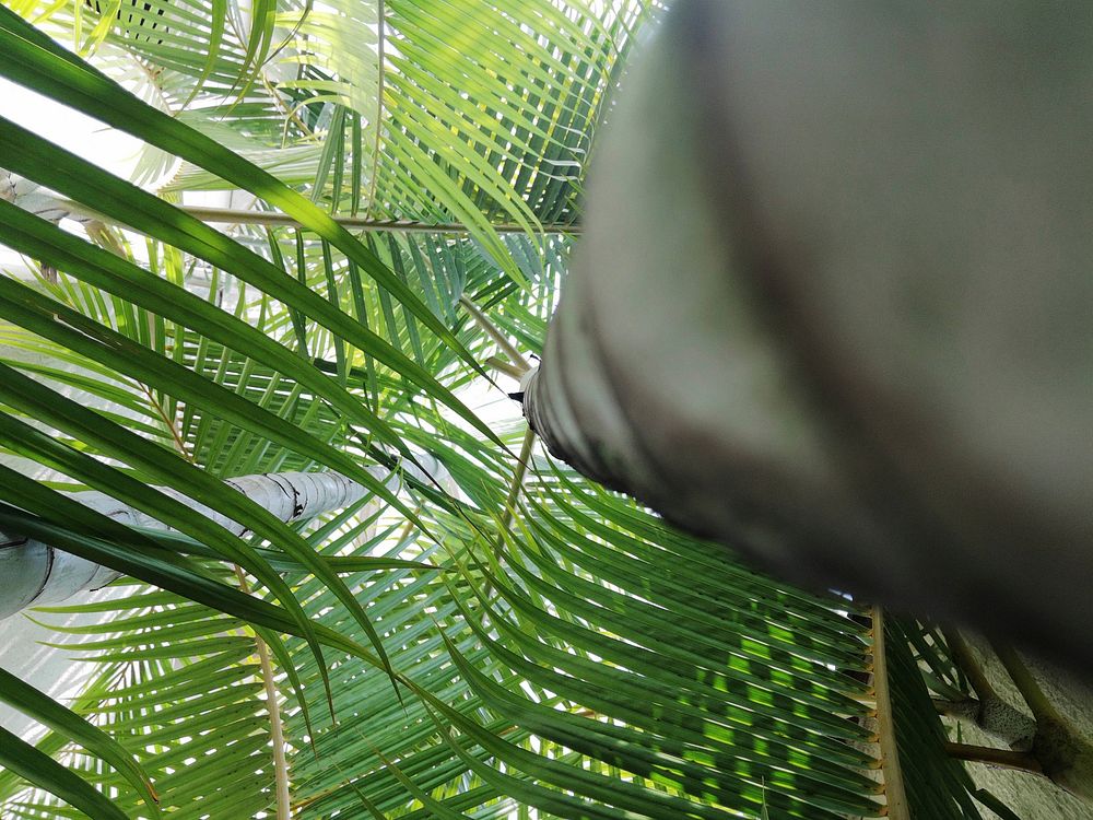 Free tropical palm tree image, public domain nature CC0 photo.