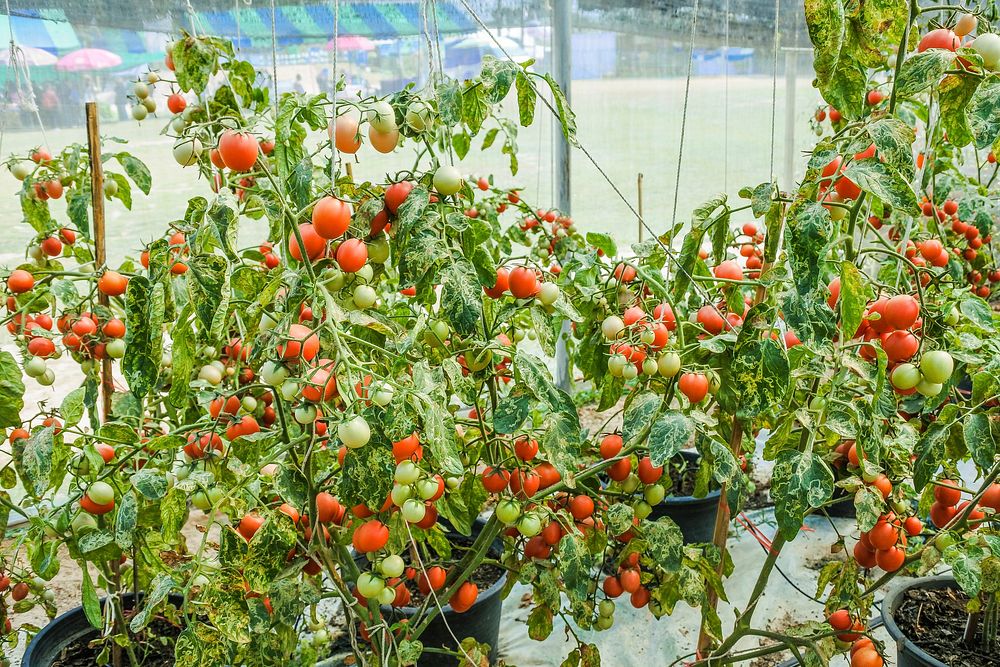 Free photo of growing tomato plant, public domain CC0 image.