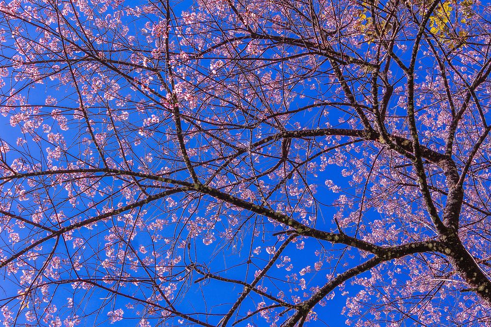 Free pink flower background image, public domain spring CC0 photo.