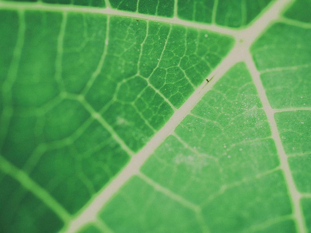 Free leaf veins image, public domain botany CC0 photo.