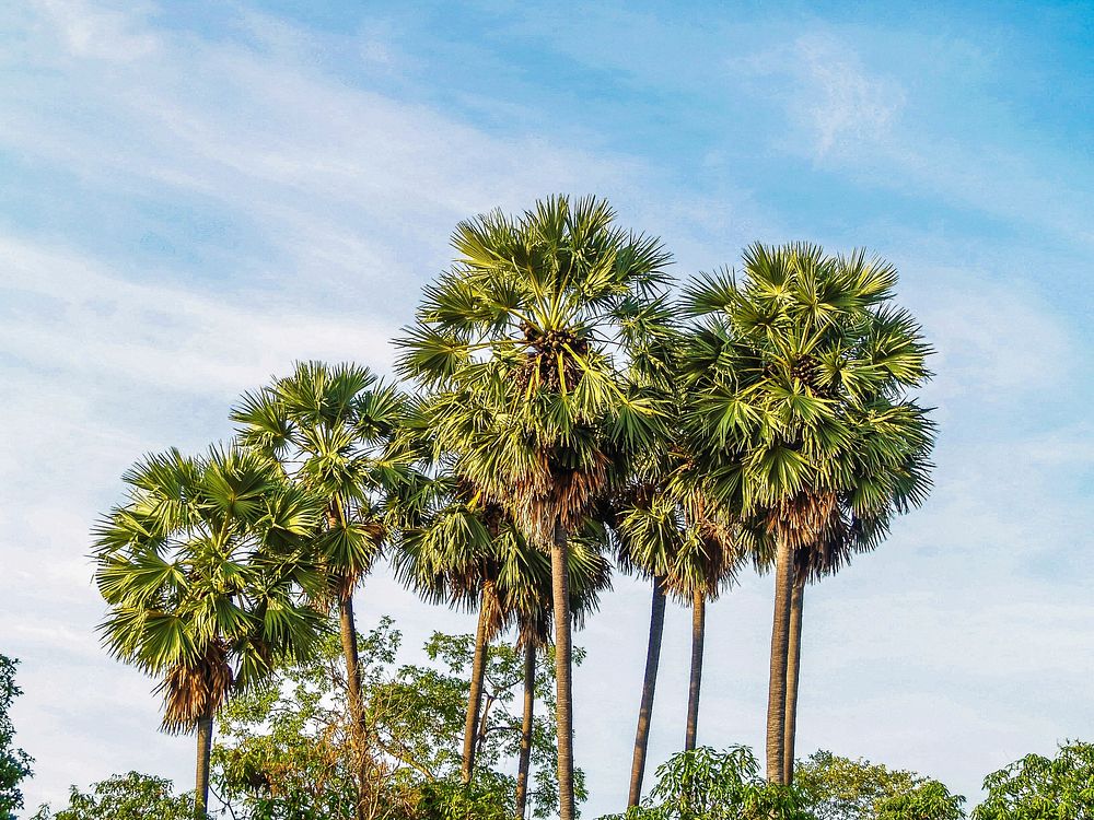 Free palm tree image, public domain beach CC0 photo.