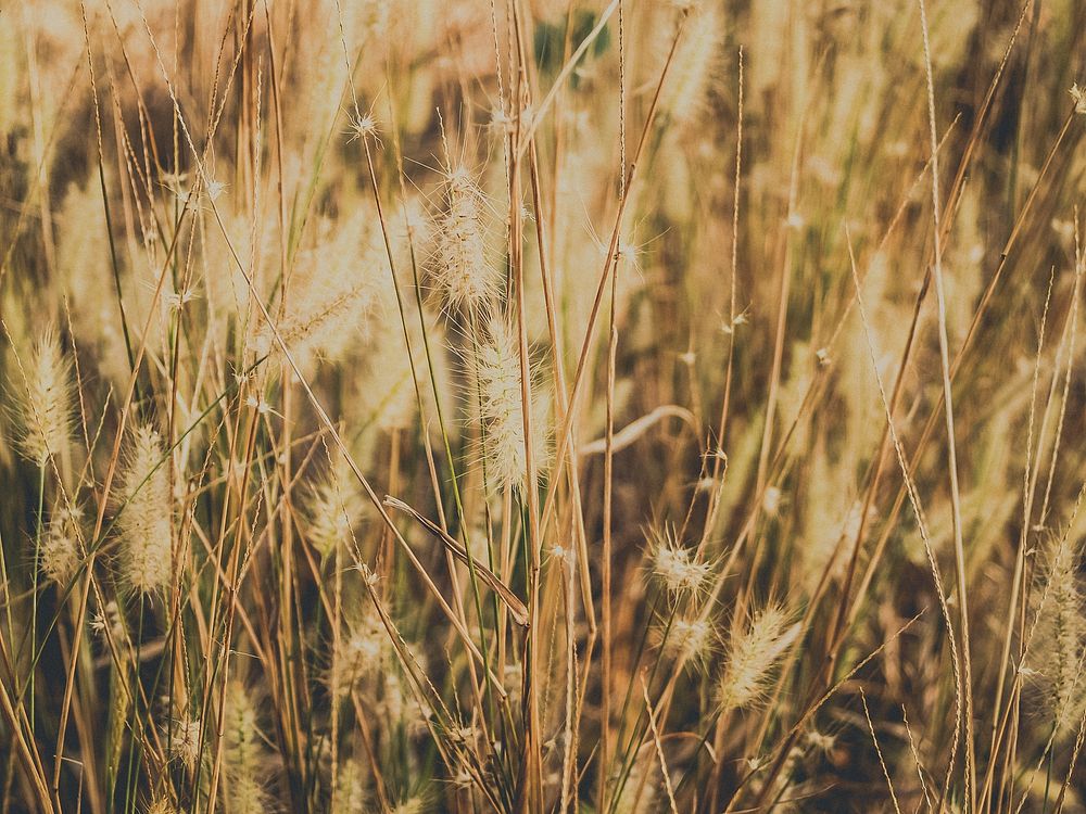 Free dried grass image, public domain spring CC0 photo.