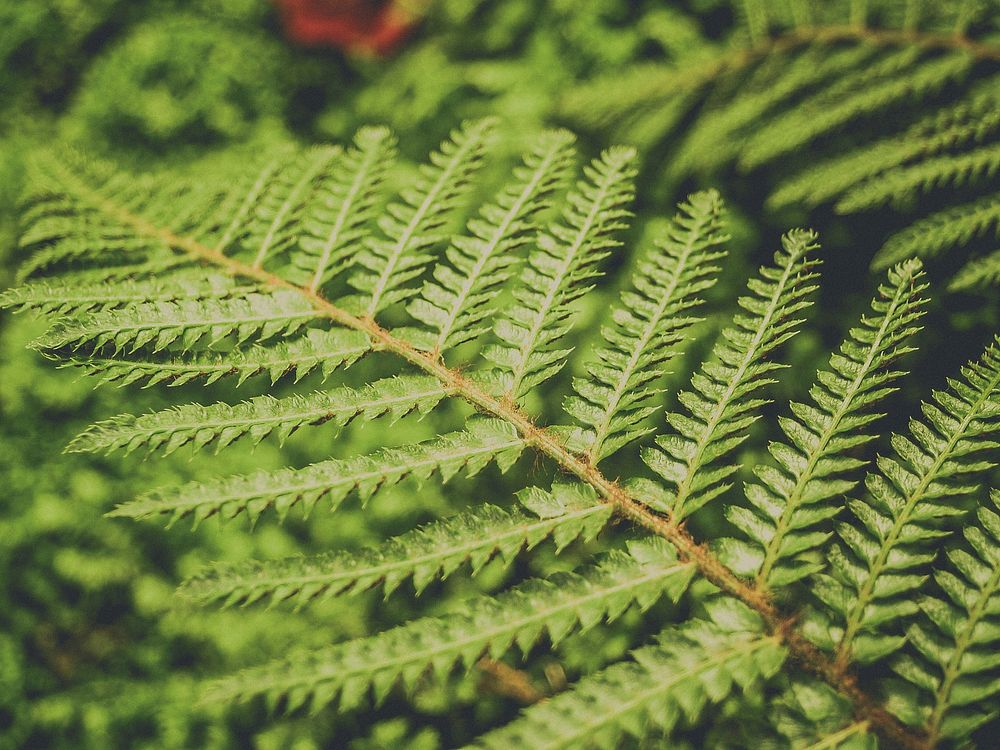 Free fern image, public domain plant CC0 photo.