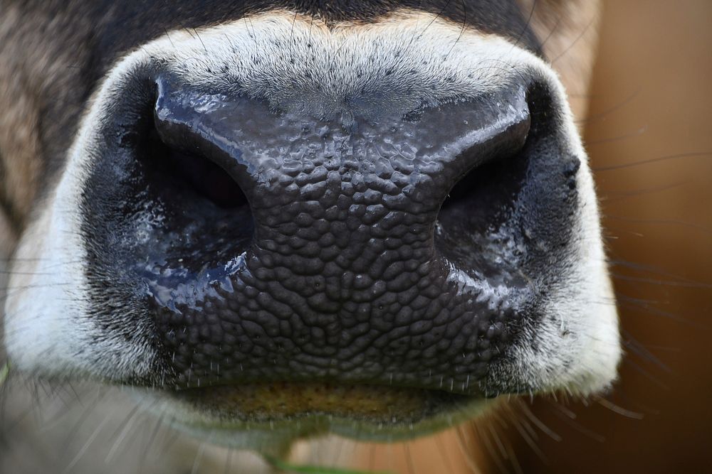 Free cow snout image, public domain animal CC0 photo.
