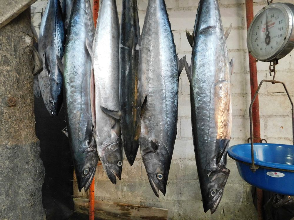 Free large mackerels image, public domain animal CC0 photo.