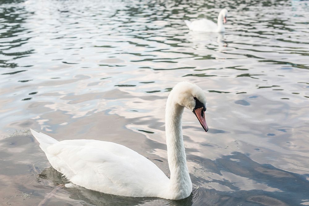 Free mute swan on water image, public domain animal CC0 photo.