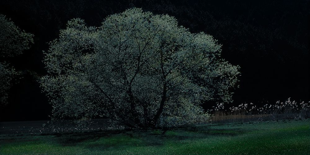 Free big green tree in grass at night field image, public domain nature CC0 photo.