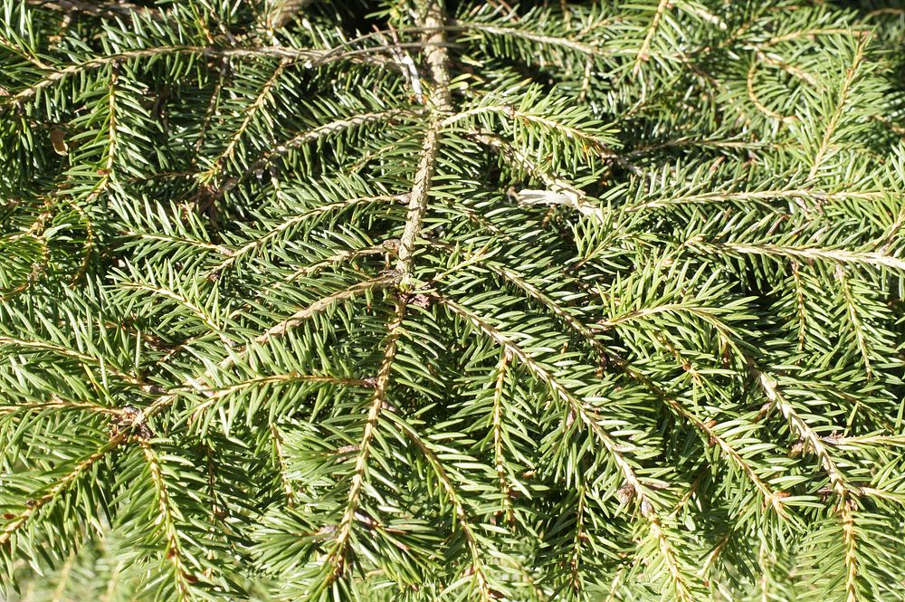 Pine tree branch close up, free public domain CC0 photo
