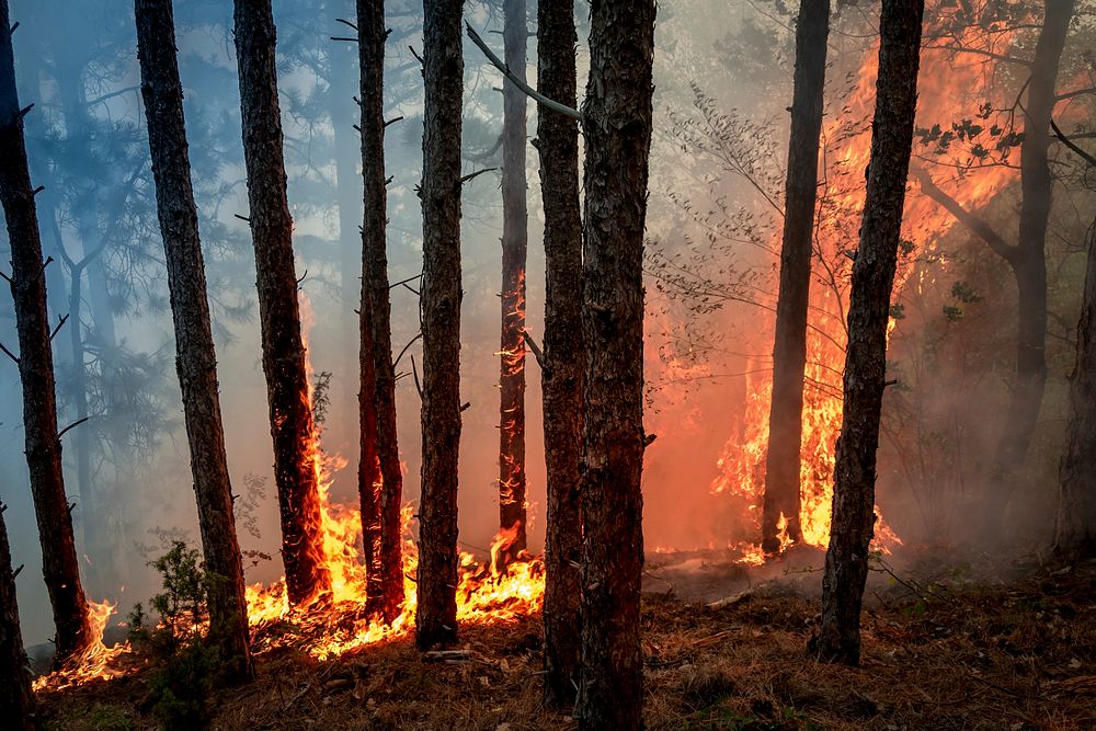 Free trees in forest on fire image, public domain nature CC0 photo.