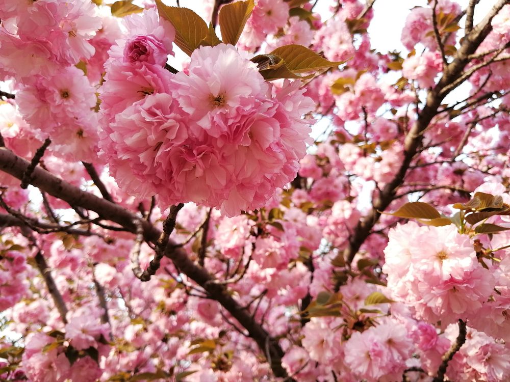 Free Japanese flowering cherry image, public domain flower CC0 photo.