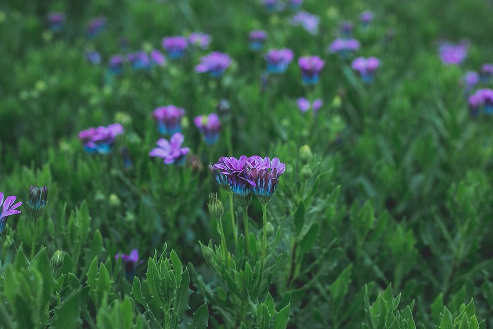 Free purple flower background image, public domain spring CC0 photo.