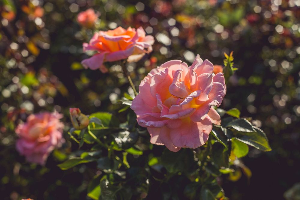 Free orange rose image, public domain flower CC0 photo.