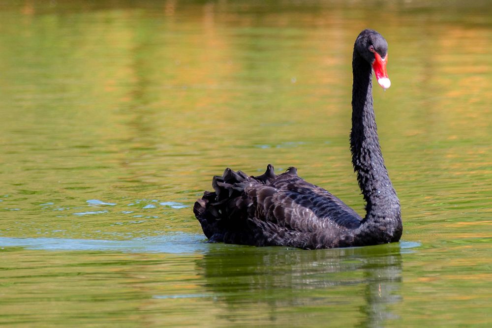 Free black swan image, public domain animal CC0 photo.