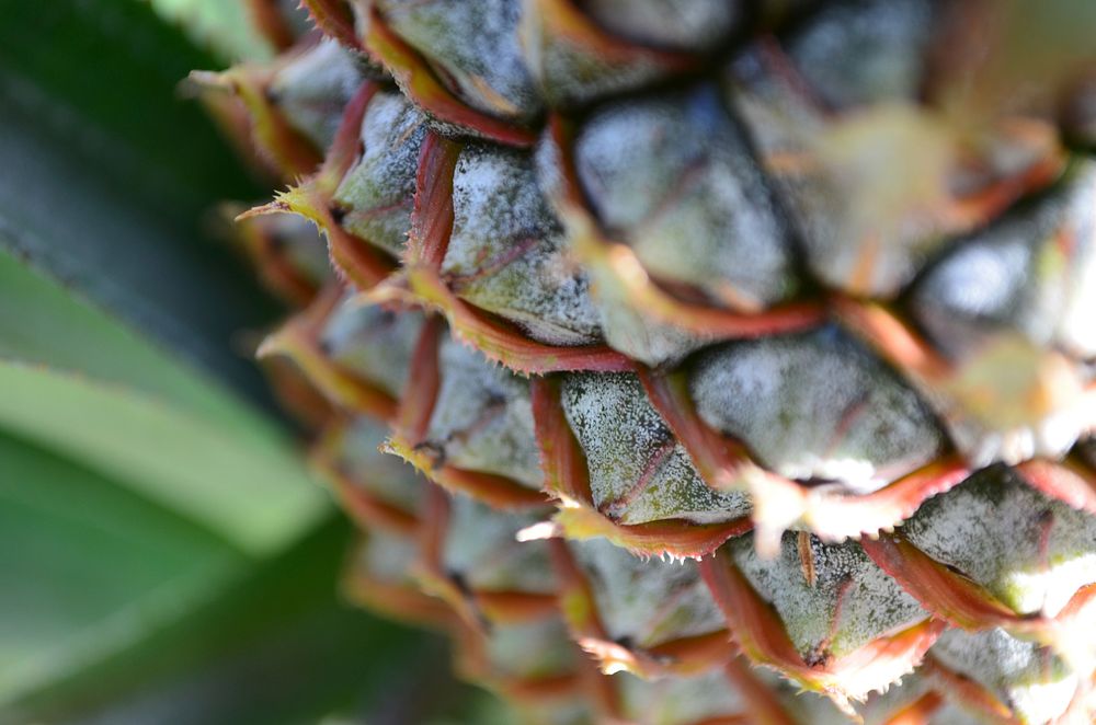 Free close up detail of pineapple image, public domain fruit CC0 photo.