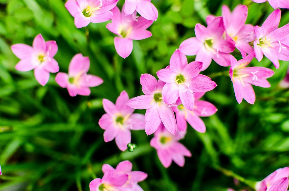 Free pink rain lily image, public domain flower CC0 photo.