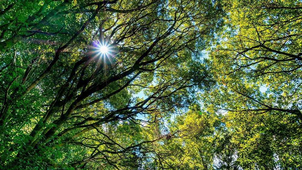 Free tall green trees in forest photo, public domain nature CC0 image.