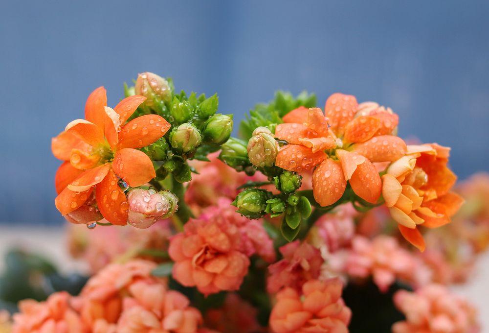 Free orange flower image, public domain spring CC0 photo.