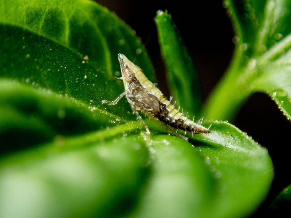 Free close up planthopper on leaf image, public domain animal CC0 photo.