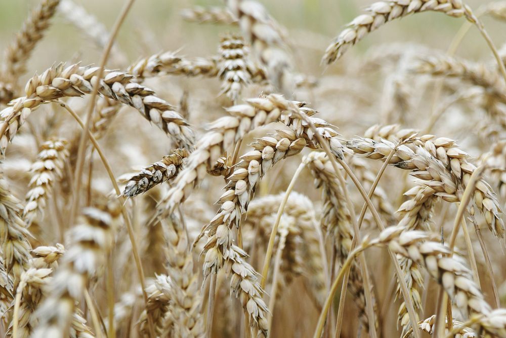 Free wheat crops image, public domain food CC0 photo.