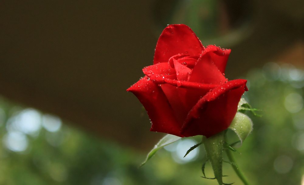 Free red rose image, public domain flower CC0 photo.