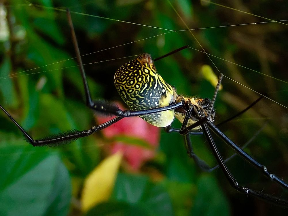 Free close up yellow spider image, public domain animal CC0 photo.