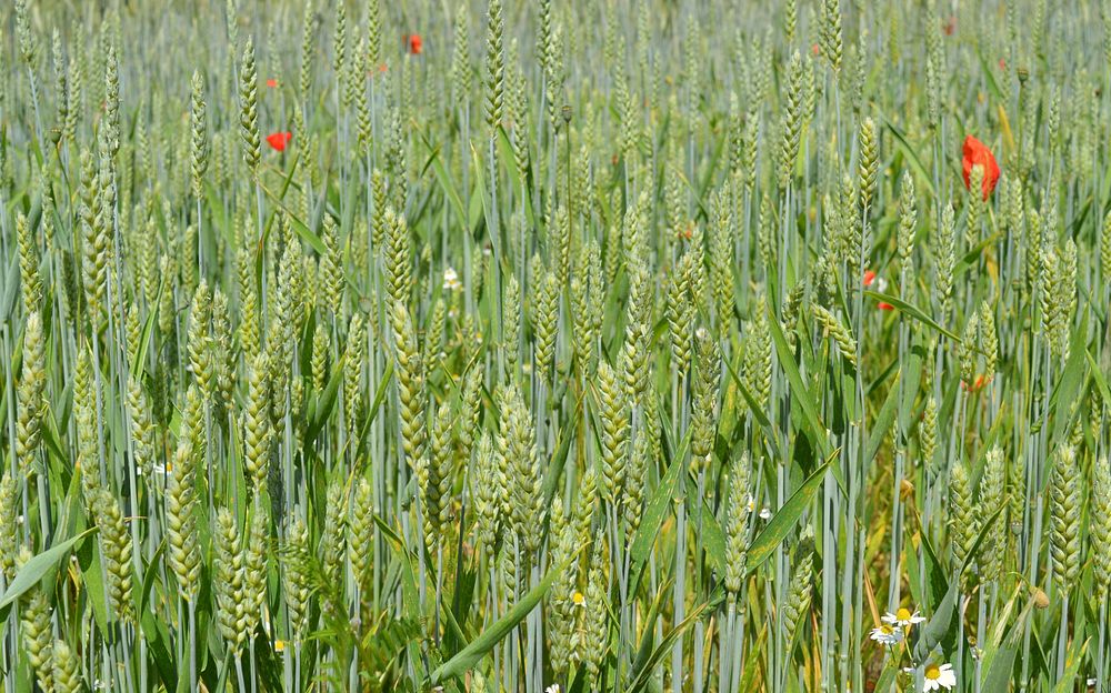Free green barley field background public domain CC0 photo.