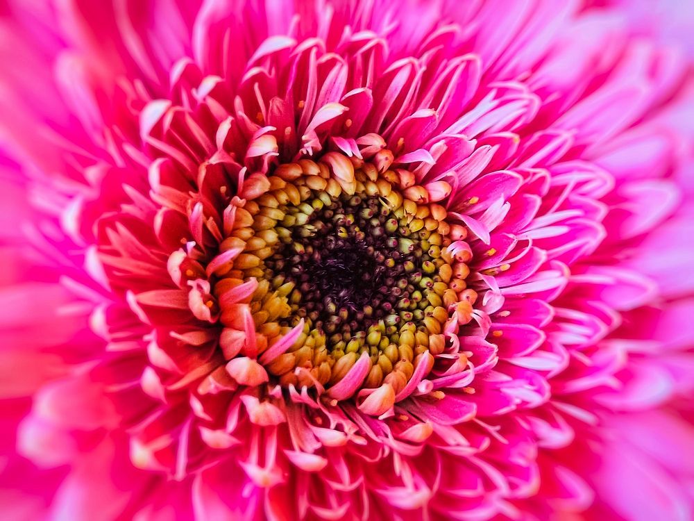 Free pink gerbera image, public domain flower CC0 photo.