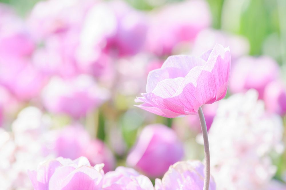 Free pink flower image, public domain spring CC0 photo.