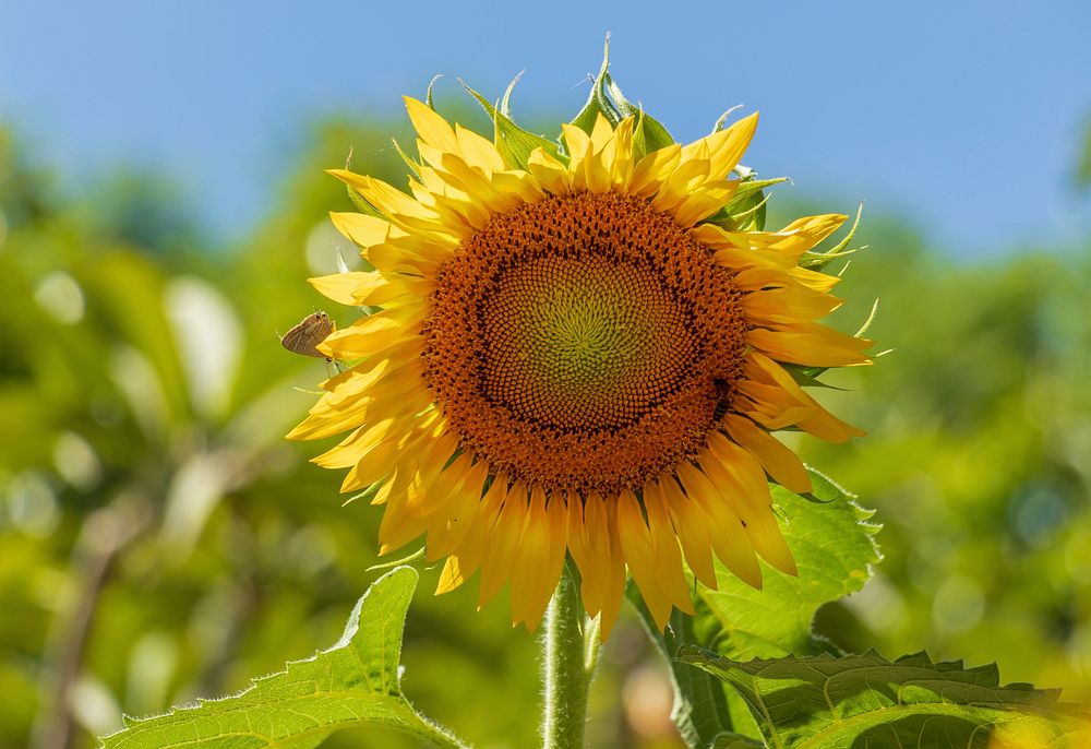 Free sunflower image, public domain flower CC0 photo.
