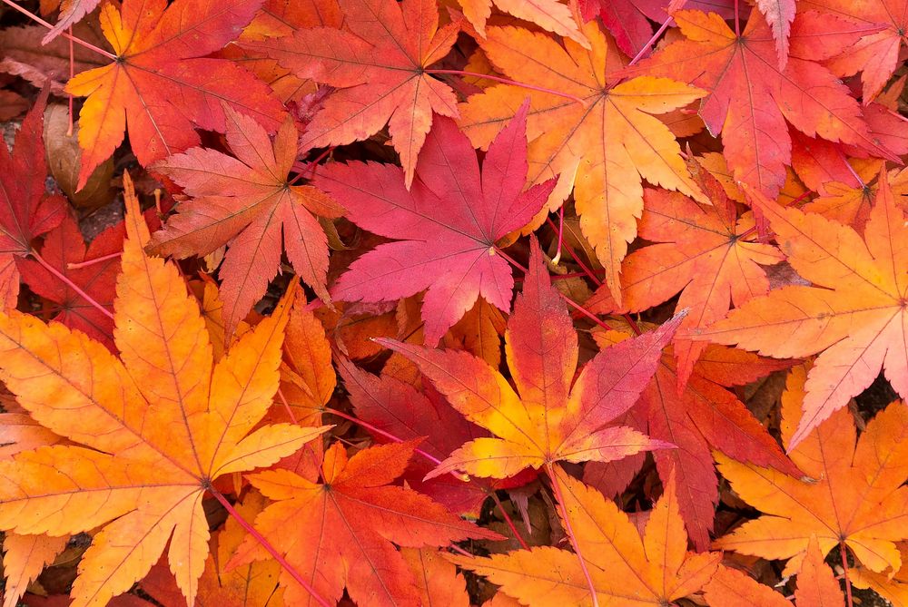 Free nature in autumn image, public domain CC0 photo.