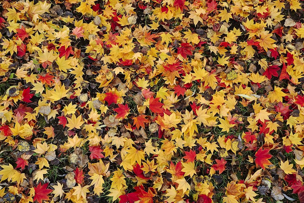 Free colorful autumn leaf pile photo, public domain fall CC0 image.