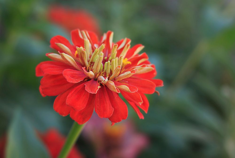 Free red flower image, public domain spring CC0 photo.