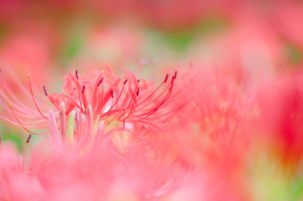 Free red spider lily image, public domain flower CC0 photo.