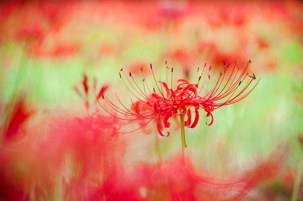 Free red spider lily image, public domain flower CC0 photo.