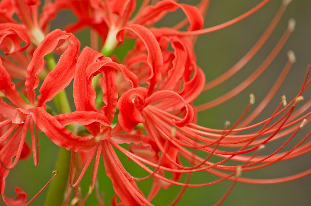 Free red spider lily image, public domain flower CC0 photo.