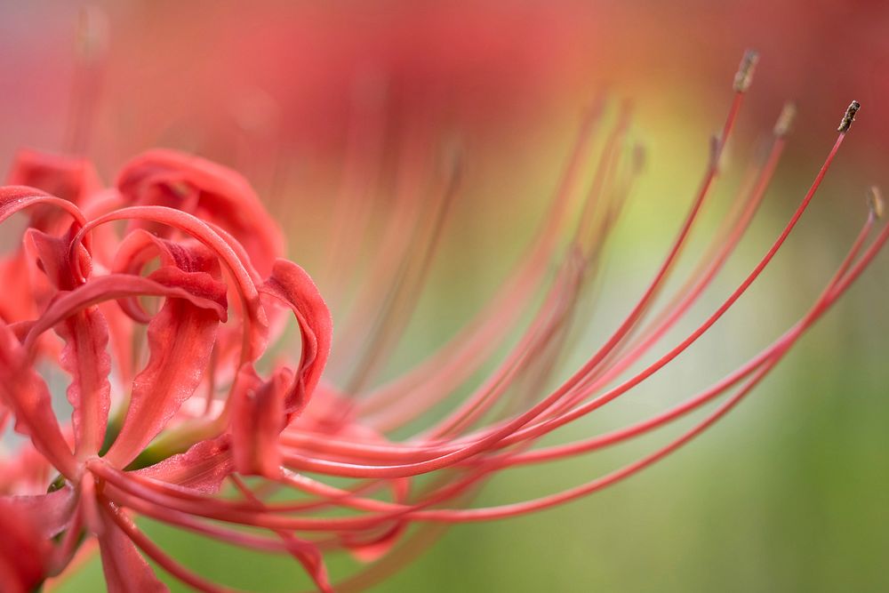 Free red spider lily image, public domain flower CC0 photo.